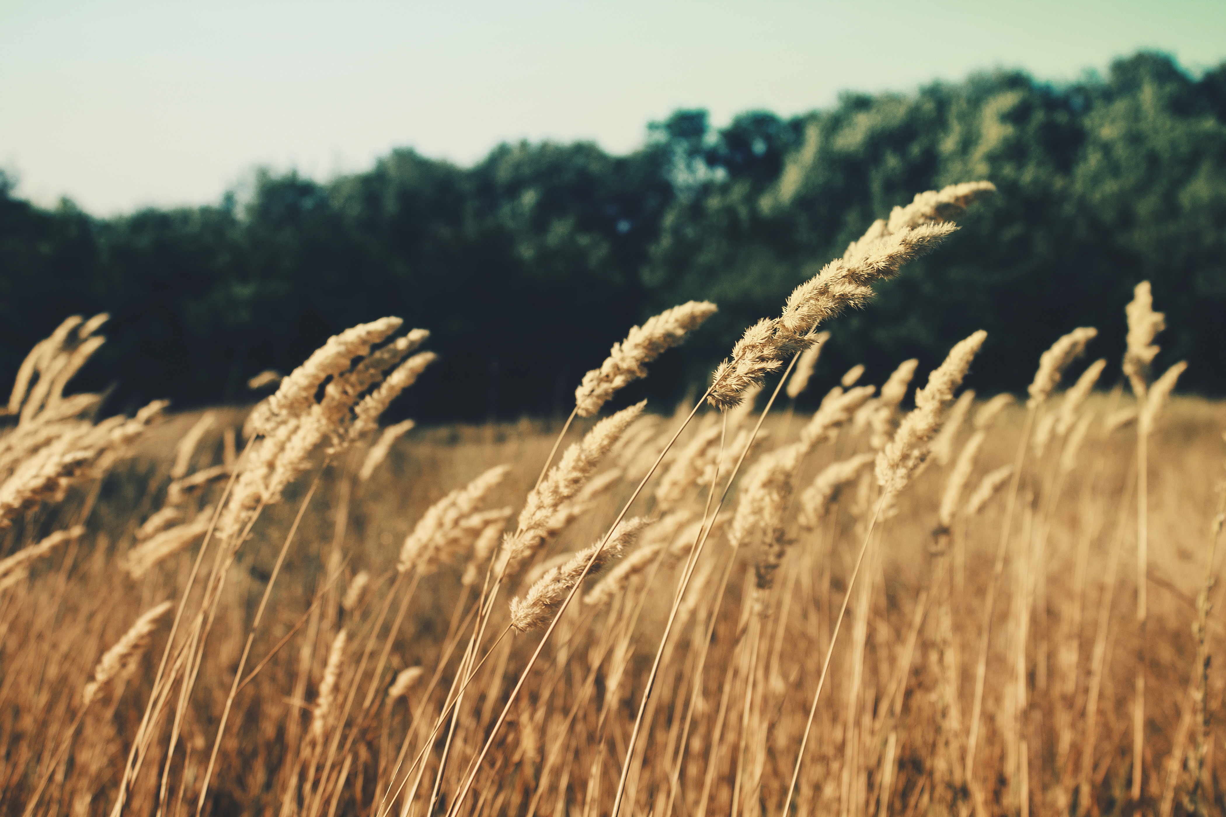 Wheat field